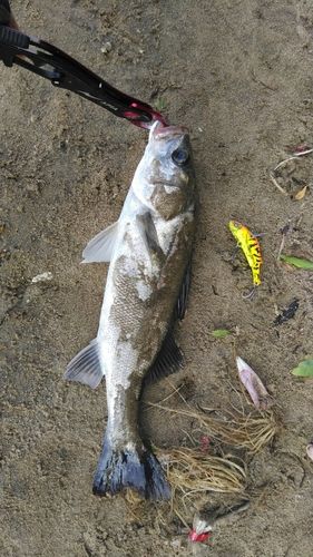 釣果