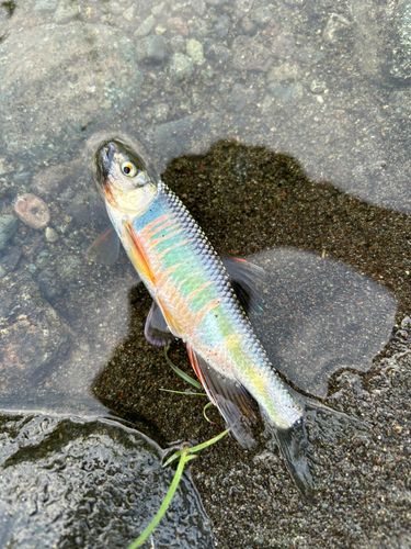 オイカワの釣果