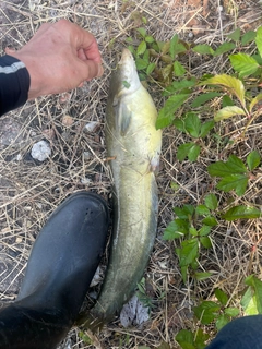 ナマズの釣果