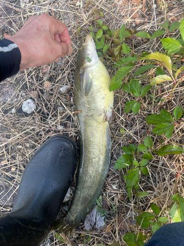 ナマズの釣果