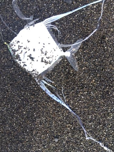 イトヒキアジの釣果