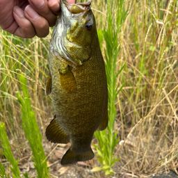 スモールマウスバス