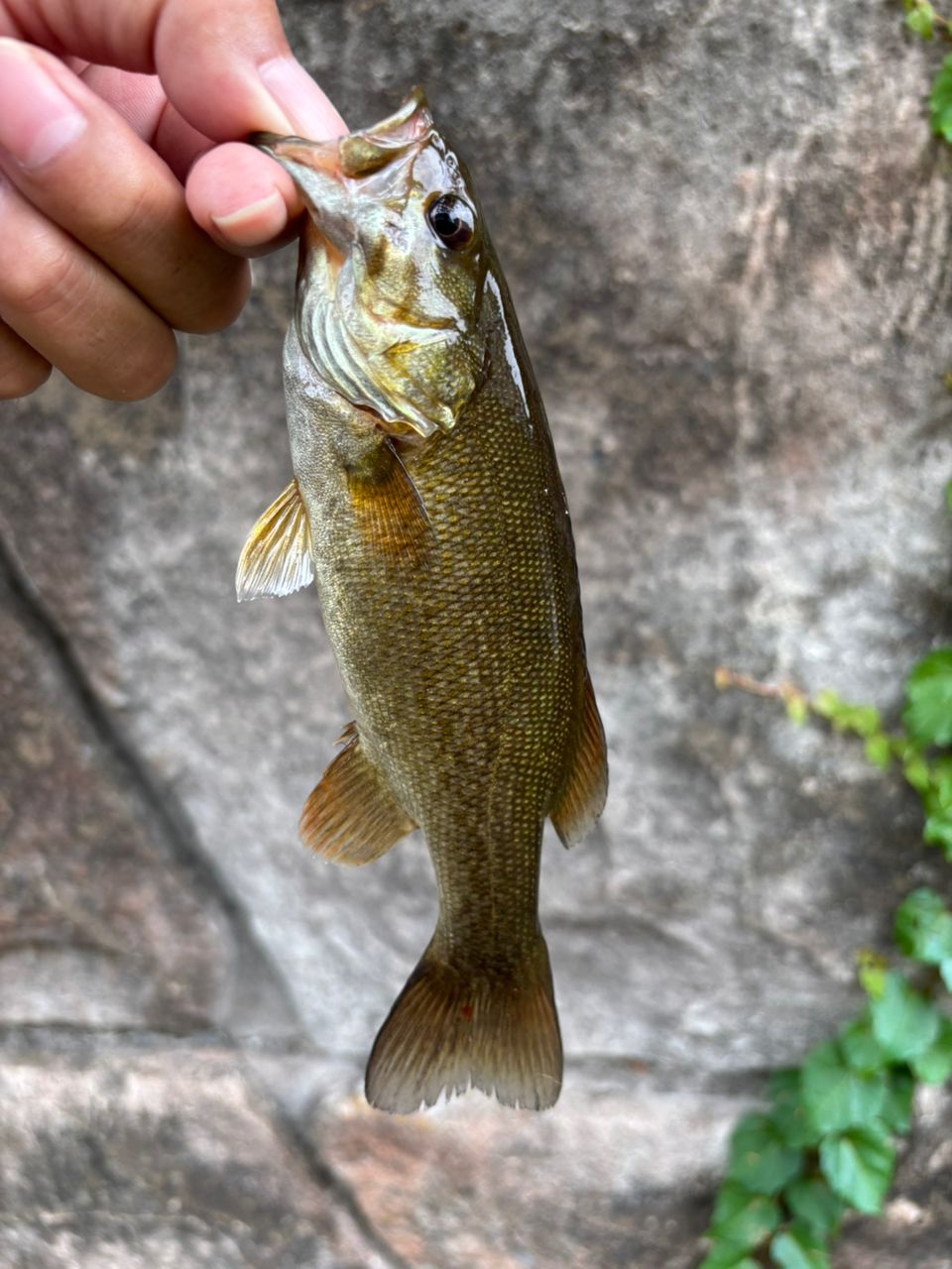 スモールマウスバス