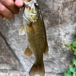 スモールマウスバス