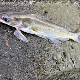 アメリカンキャットフィッシュ