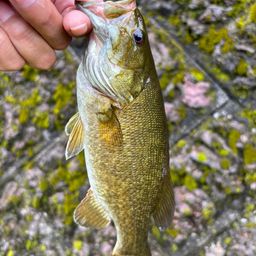 スモールマウスバス