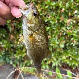 スモールマウスバス