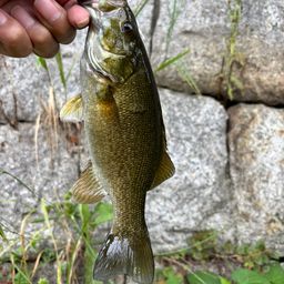 スモールマウスバス