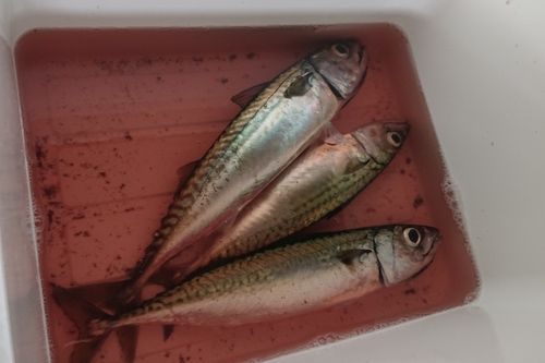 マサバの釣果