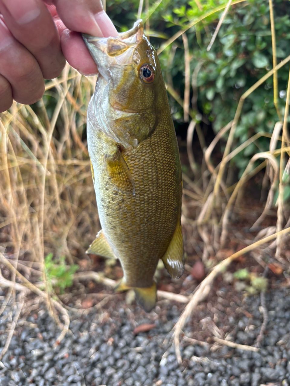 スモールマウスバス