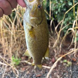 スモールマウスバス