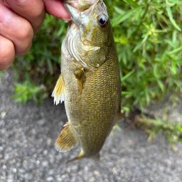 スモールマウスバス