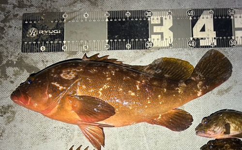 キジハタの釣果