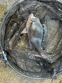 メジナの釣果