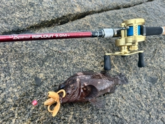 ムラソイの釣果