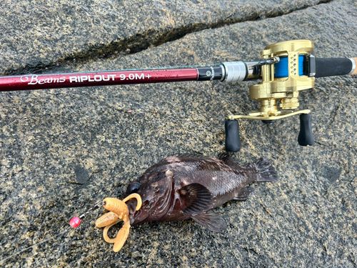 ムラソイの釣果