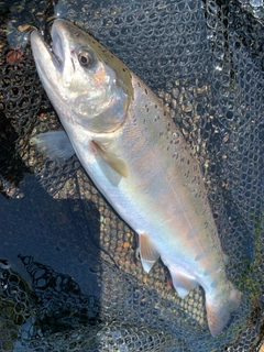 ヤマメの釣果