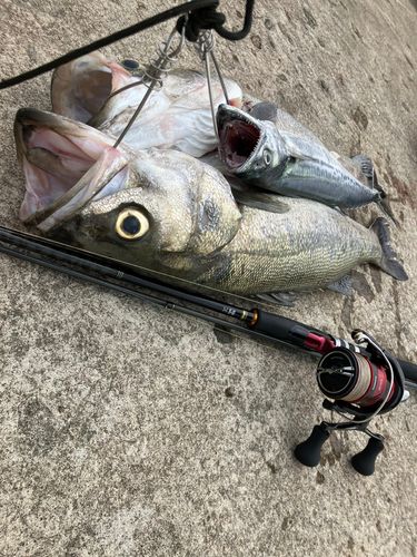 スズキの釣果