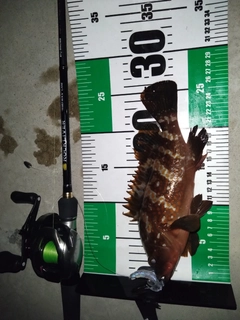 キジハタの釣果