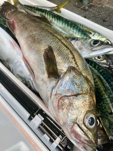 ヒラスズキの釣果