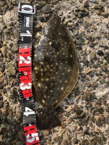 ヒラメの釣果