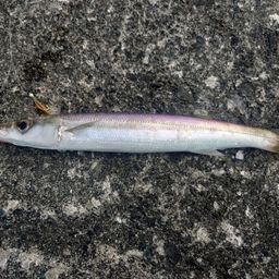 カマス
