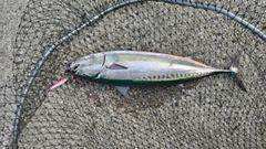 ソウダガツオの釣果