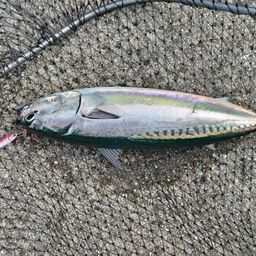 ソウダガツオ