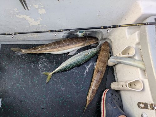 エソの釣果