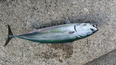 ソウダガツオの釣果