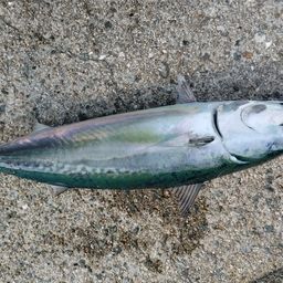 ソウダガツオ