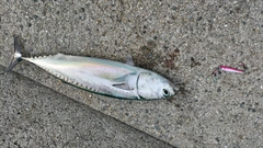 ソウダガツオの釣果