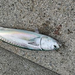 ソウダガツオ