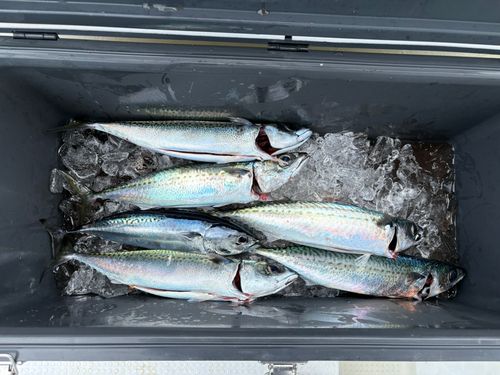 サバの釣果