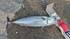 ソウダガツオの釣果