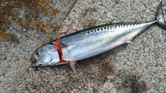 ソウダガツオの釣果