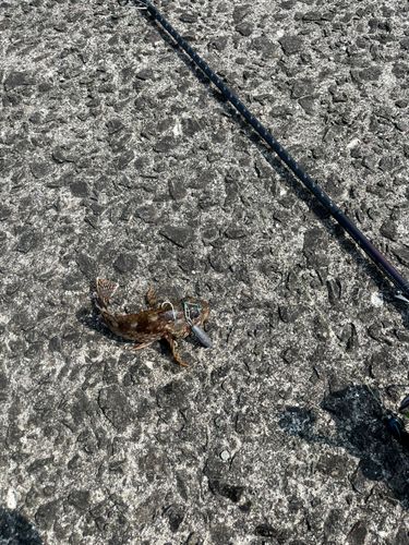 アラカブの釣果