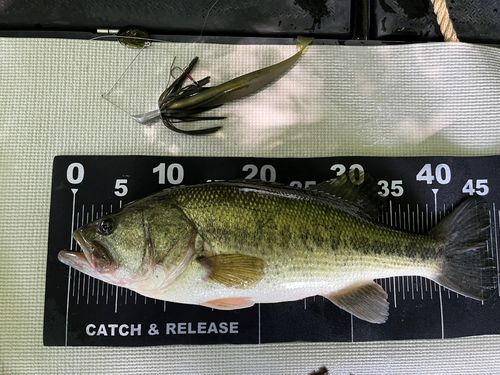 ラージマウスバスの釣果