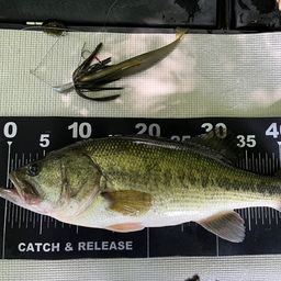 ラージマウスバス