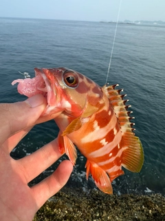 アカハタの釣果