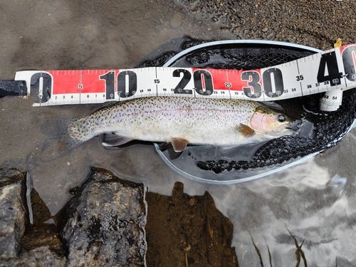 ニジマスの釣果