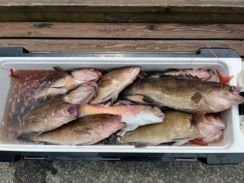 オオモンハタの釣果