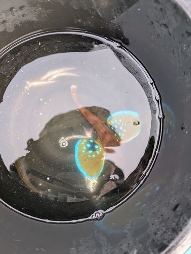 ホウボウの釣果