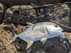 ロウニンアジの釣果