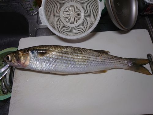 ボラの釣果