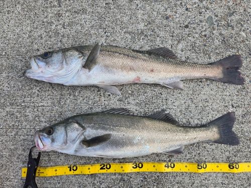 シーバスの釣果