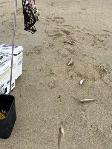キスの釣果