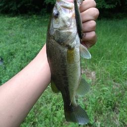 ラージマウスバス