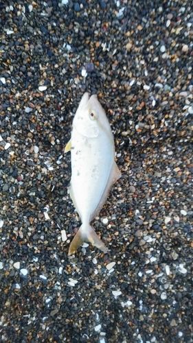 ショゴの釣果