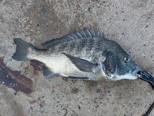 チヌの釣果